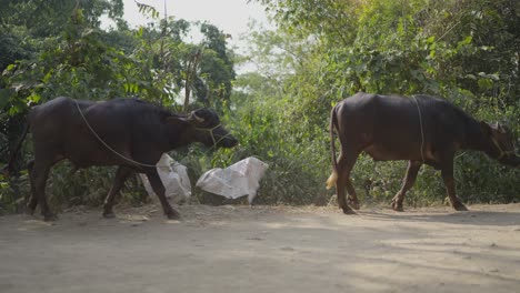 Buffalo-walking-on-the-street-with-villagers