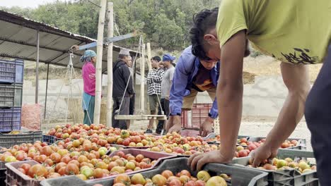 A-tomato-seller-sits-in-the-village's-little-market,-waiting-for-clients