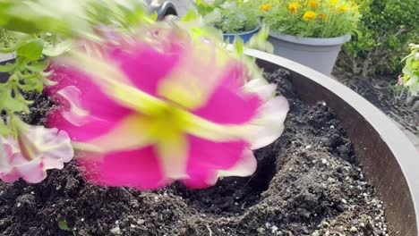 Digging-a-hole-in-a-pot-and-planting-petunias,-close-up