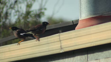 Pájaros-Miná-Indios-Comunes-Posados-En-Un-Tejado-Con-Chimenea-Y-Paneles-Solares-Durante-El-Día,-Australia,-Gippsland,-Victoria,-Maffra