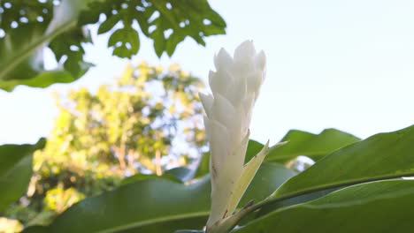 Alpinia-Blanca,-Flor-De-Martinica---Primer-Plano