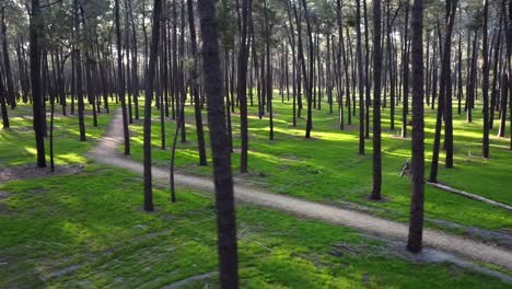 Rückwärts-Von-Rechts-Nach-Links---Seitliche-Schwenkbewegung-Der-Drohnenspur---Licht-Zwischen-Kiefern,-Gnangara,-Perth