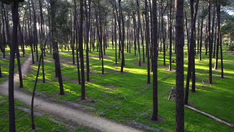 Drone-flying-up-high-between-Pine-Trees,-plantation-in-Gnangara-Pines,-Perth,-WA