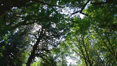 Bug-eye-view-of-a-luxuriant-tree-canopy-in-a-rainforest-in-the-Pacific-Northwest