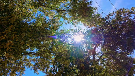 Green-Branches-Of-Old-Olive-Tree-Against-Sunny-Blue-Sky-In-Exo-Chora,-Greece