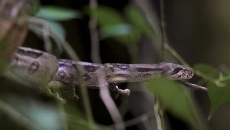 Observe-Una-Serpiente-Hábilmente-Camuflada-Entre-El-Follaje,-Mostrando-Su-Piel-Estampada-Y-Su-Adaptación-Natural-Para-Sobrevivir-En-Su-Hábitat.