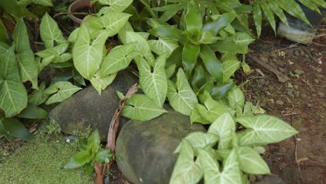 Syngonium-Flowering-Plants-Native-To-Tropical-Rainforests-Of-West-Indies