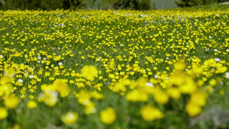 Field-full-of-bright-colorful-wild-yellow-flowers-slow-motion-Panning-right