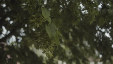 Ramas-De-Un-árbol-Moviéndose-Con-El-Viento,-Hojas-Verdes-En-El-árbol,-Cámara-Portátil-Con-Sentimiento-Documental