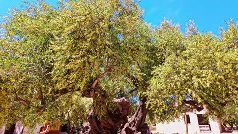 Oldest-Olive-Tree-With-Lush-Foliage-In-Exo-Hora,-Zakynthos,-Greece