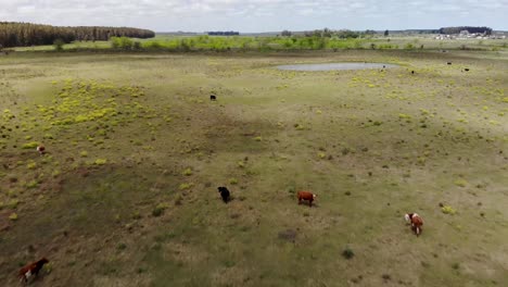 Cows-peacefully-grazing-on-a-lush-green-field,-enjoying-the-open-countryside