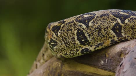 Observe-a-snake-serpentine-on-a-branch,-showcasing-its-intricate-patterned-skin-and-natural-camouflage-in-its-forest-habitat