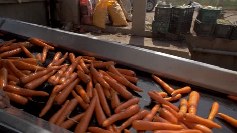 A-line-of-freshly-harvested-carrots-hangs-on-a-washing-line,-showcasing-their-vibrant-orange-color-and-green-tops