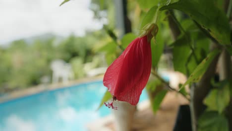 Roter-Hibiskus-El-Capitolio-Wächst-In-Einem-Resort---Nahaufnahme