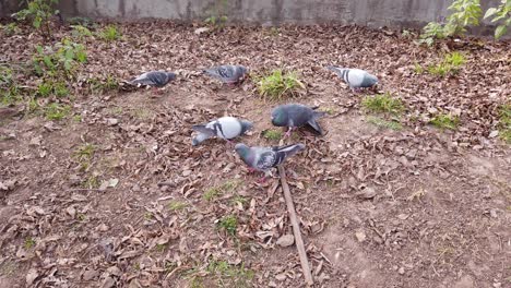 A-male-pigeon-surrounded-by-female-birds-eat-wild-in-an-urban-park-of-Paris