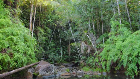 Mirror-Reflections-Over-Lake-In-Tropical-Jungle-In-Antilles,-France,-Guadeloupe