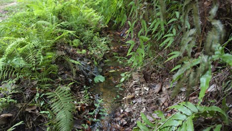 Farnpflanze-Blätter-Auf-Einem-Bach-Im-Tropischen-Dschungel-Der-Antillen,-Frankreich,-Guadeloupe