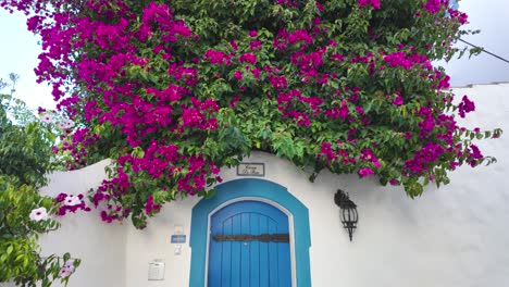 A-white-house-with-a-blue-door-and-vibrant-pink-bougainvillea-vines-cascading-down,-showcasing-a-beautiful-and-picturesque-Burgau-aesthetic