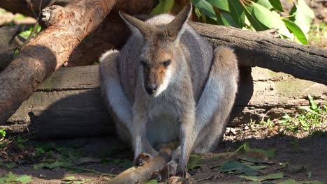 A-red-necked-wallaby,-macropus-rufogriseus-sitting-and-resting-on-the-ground,-flapping-its-ears-to-deter-fly,-close-up-shot-of-Australian-wild-marsupial-species