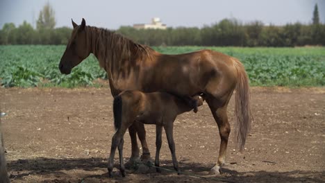 A-heartwarming-scene-of-a-foal-suckling-from-his-mare-in-a-peaceful-pasture