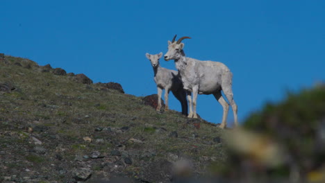 Par-De-Ovejas-Dall-En-La-Montaña-De-Ovejas-En-El-Parque-Nacional-De-Kluane,-Yukon,-Canadá