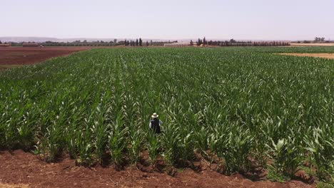 Imágenes-Aéreas-De-Un-Dron-De-Un-Hombre-Caminando-Por-Su-Extenso-Campo-De-Maíz