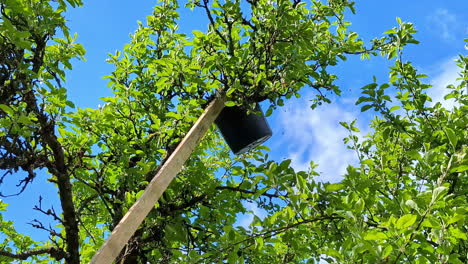 Landscape-view-of-bucket-and-wooden-plank-of-timber-shaking-tree-leaves-branches-for-food-produce-berries-fruit-seeds-nuts-farming-countryside-agriculture-nature