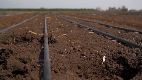 Close-up-footage-of-drip-irrigation-system-in-an-agricultural-field