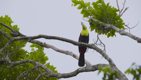 Tucán-Posado-En-La-Rama-De-Un-árbol-En-Su-Ambiente-Tropical,-Mostrando-Su-Pico-Colorido-Y-Su-Llamativo-Plumaje