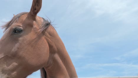 Close-up-of-horse-with-a-brown-or-bay-coat-and-a-dark-mane,-facing-the-camera-against-a-clear-blue-sky