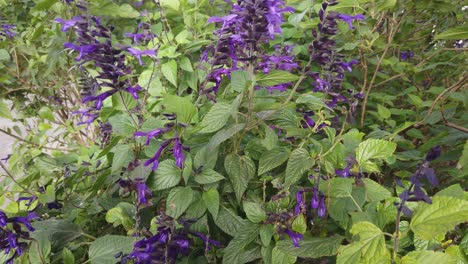 Nahaufnahme-Von-Violetten-Wildblumen-In-Einer-Grünen-Pflanze,-Die-Im-Wind-Weht