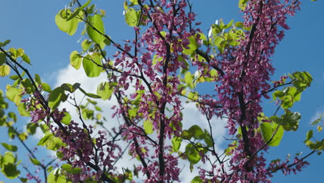 Schöner-Blütenbaum-Mit-Rosa-Blüten-Und-Grünen-Blättern,-Blauer-Himmelshintergrund,-Schwenkaufnahme-Aus-Niedrigem-Winkel