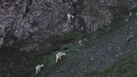 Rebaño-De-Ovejas-Dall-En-Las-Montañas-Rocosas-En-El-Parque-Nacional-Kluane-De-Yukon,-Canadá