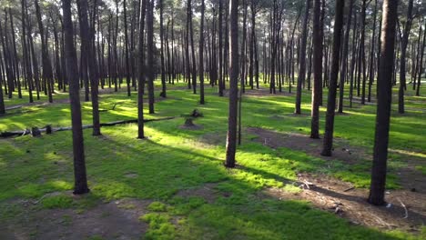 Long-panning-drone-track-sideways---Light-between-Pine-Trees,-Gnangara,-Perth