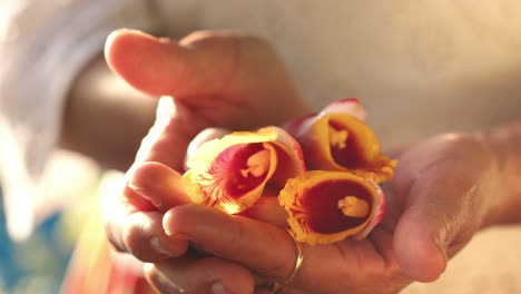 Blooming-Gingembre-Coquille,-Alpinia-Zerumbet-Flowers-In-A-Woman-Hands