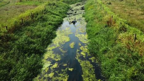 Arroyo-Que-Corre-A-Través-De-Campos-Verdes