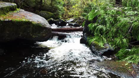 Kleiner-Bach,-Der-Durch-Einen-üppigen-Grünen-Regenwald-Fließt