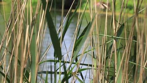 Nahaufnahme-Von-Gras-Und-Pflanzen,-Die-Auf-Der-Wasseroberfläche-Vor-Einem-Unscharfen-Hintergrund-Wachsen-Und-Das-Konzept-Der-Natürlichen-Schönheit-Und-Der-Wasservegetation-Hervorheben