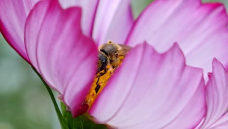 Primer-Plano-De-Pétalos-De-Flores-Rosas-Y-Abeja-Melífera-En-El-Interior-Recogiendo-Polen