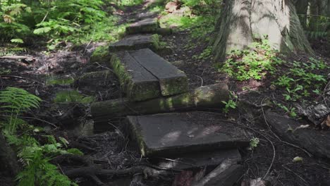 En-Medio-De-Un-Camino-En-Un-Denso-Bosque-En-El-Parque-Provincial-Wells-Gray