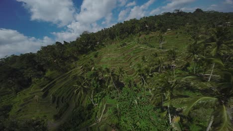 Lush-green-Tegalalang-rice-terraces-in-Bali,-Indonesia-under-a-vibrant-blue-sky