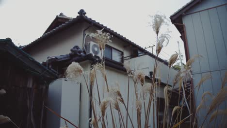 Trockene-Pflanzen-Mit-Weißen-Blüten-In-Einem-Garten,-Der-Im-Wind-Flattert,-In-Der-Nähe-Eines-Traditionellen-Hauses-Im-Südlichen-Teil-Von-Wakayama,-Japan