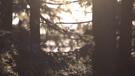 Wald-Aus-Immergrünen-Pflanzen-Wird-Von-Den-Ersten-Sonnenstrahlen-An-Einem-Kalten,-Windigen-Morgen-Getroffen-5