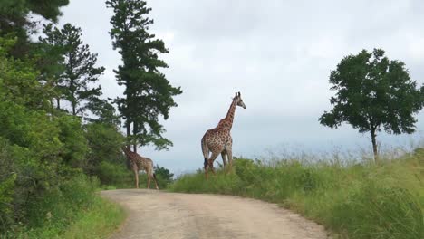 giraffe-walking-though-grass-and-crossing-the-road-in-south-africa