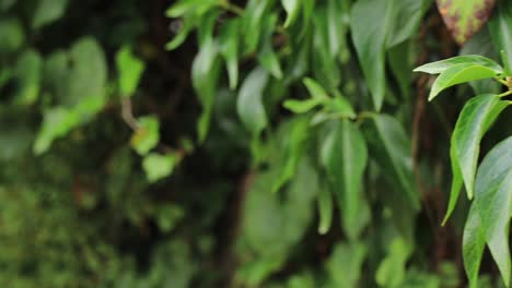 Close-up-of-plants-and-green-leaves-captured-in-Batumi,-Georgia,-representing-vegetation-near-the-sea,-highlighting-the-concept-of-coastal-flora-and-natural-beauty