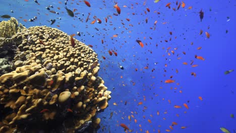 Arrecife-De-Coral-Duro-Con-Peces-Anthias-Naranja