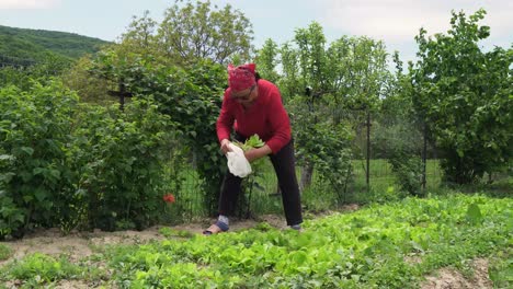 Mujer-Campesina-Recogiendo-Lechuga-Fresca-Del-Jardín