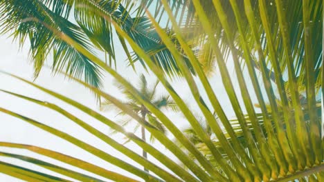 Low-tracking-shot-with-palm-tree-leaves-in-the-foreground-and-sun-shining-down-in-the-background