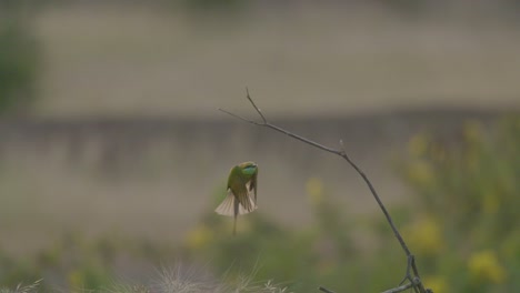 Abejaruco-Atrapando-Abejas-En-El-Aire-Y-Posándose