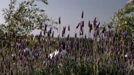 Lavender-fields-in-New-Zeaaland